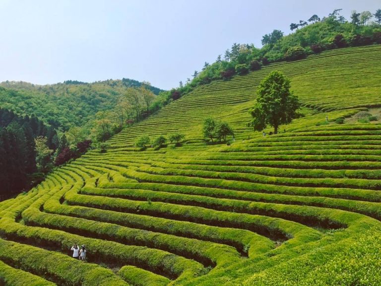 10D9N – A Journey through South Korea (Small Group Tour)