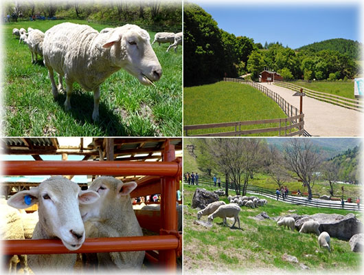 one-day-korea-the-heirs-filming-location-sheep-farm-ocean-rail-bike