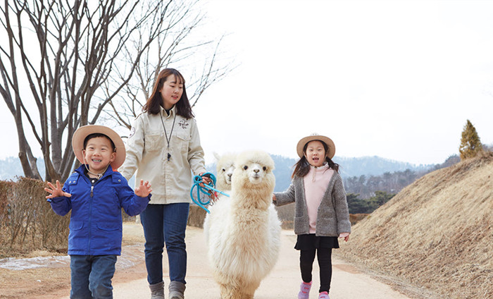Alpaca World Experience